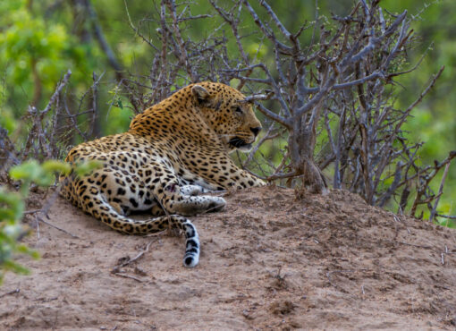 African Leopard © Carl Downing