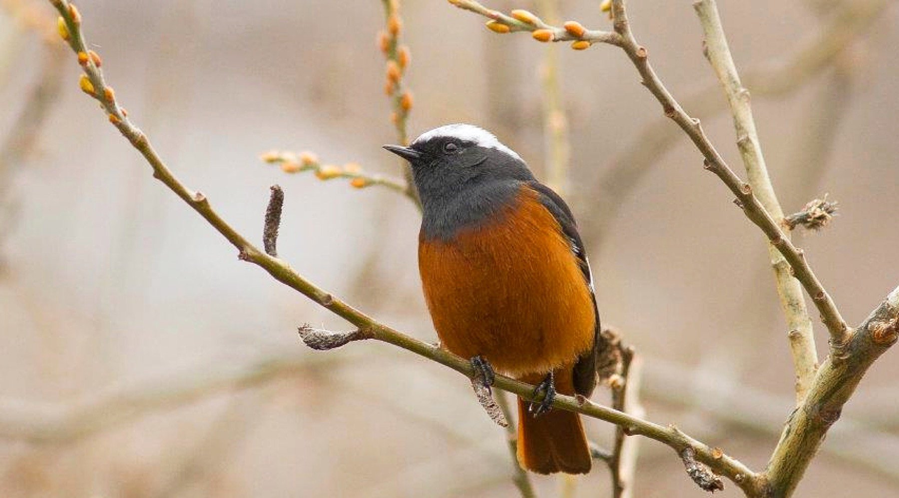 Another star bird of the Caucasus range - the equally gorgeous Güldenstadt's Redstart © Giorgi Rajebashvili, ecotours.ge