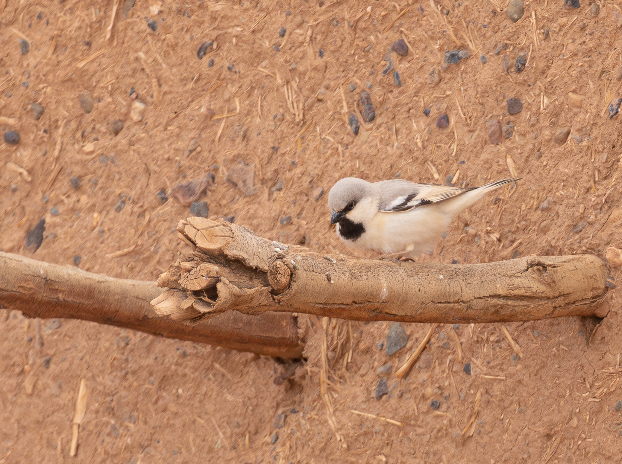 Desert Sparrow © Fernando Enrique Navarrete