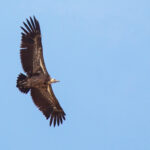 Ruppell's Vulture © Fernando Navarrete