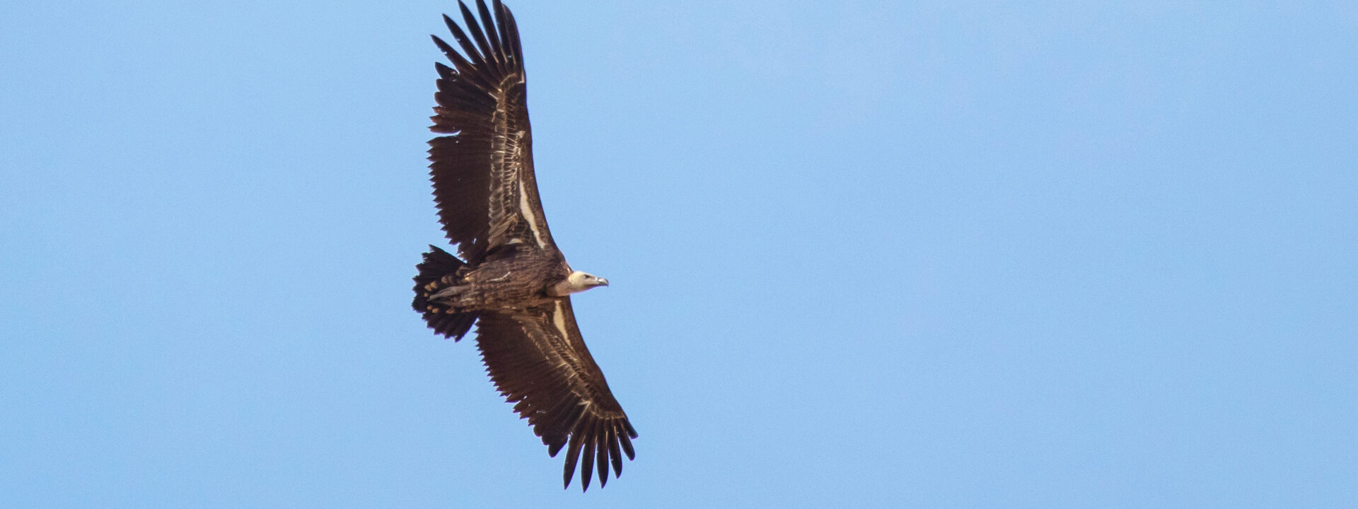 Ruppell's Vulture © Fernando Navarrete