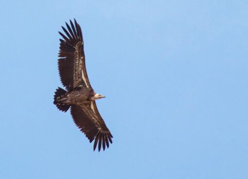 Ruppell's Vulture © Fernando Navarrete