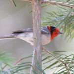 Red-faced Warbler © Chris Charlesworth