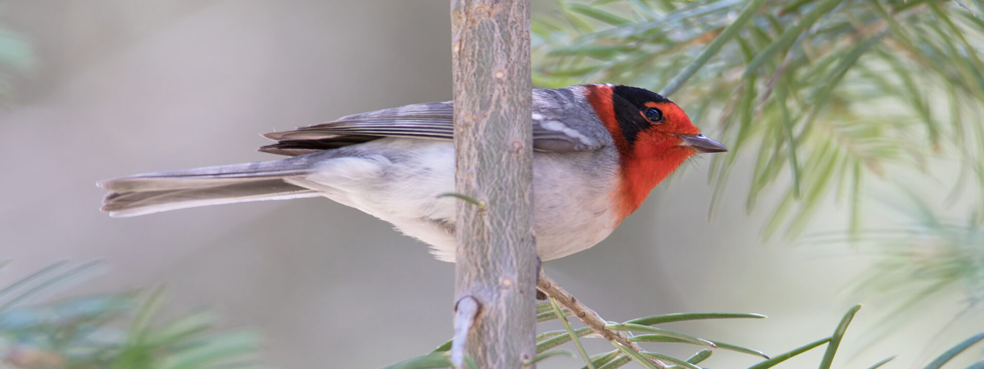 Red-faced Warbler © Chris Charlesworth