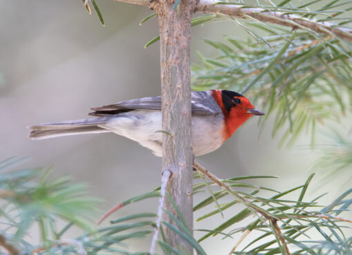 Red-faced Warbler © Chris Charlesworth