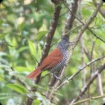 Chestnut-backed Antshrike© David Walsh