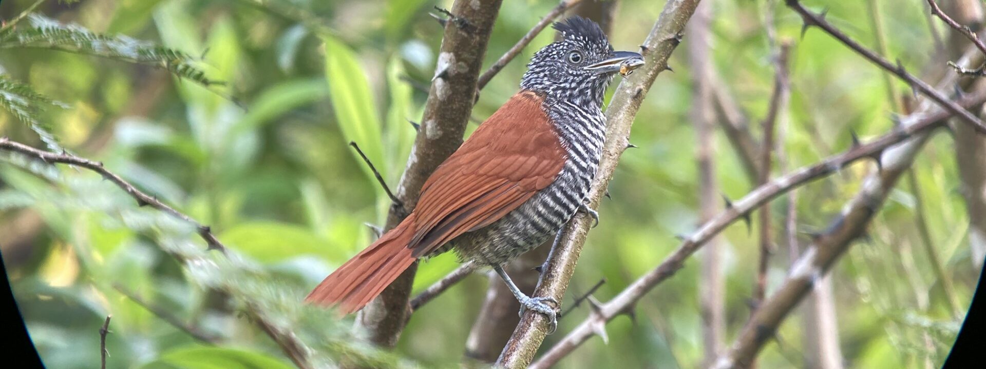 Chestnut-backed Antshrike© David Walsh