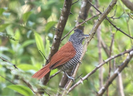 Chestnut-backed Antshrike© David Walsh