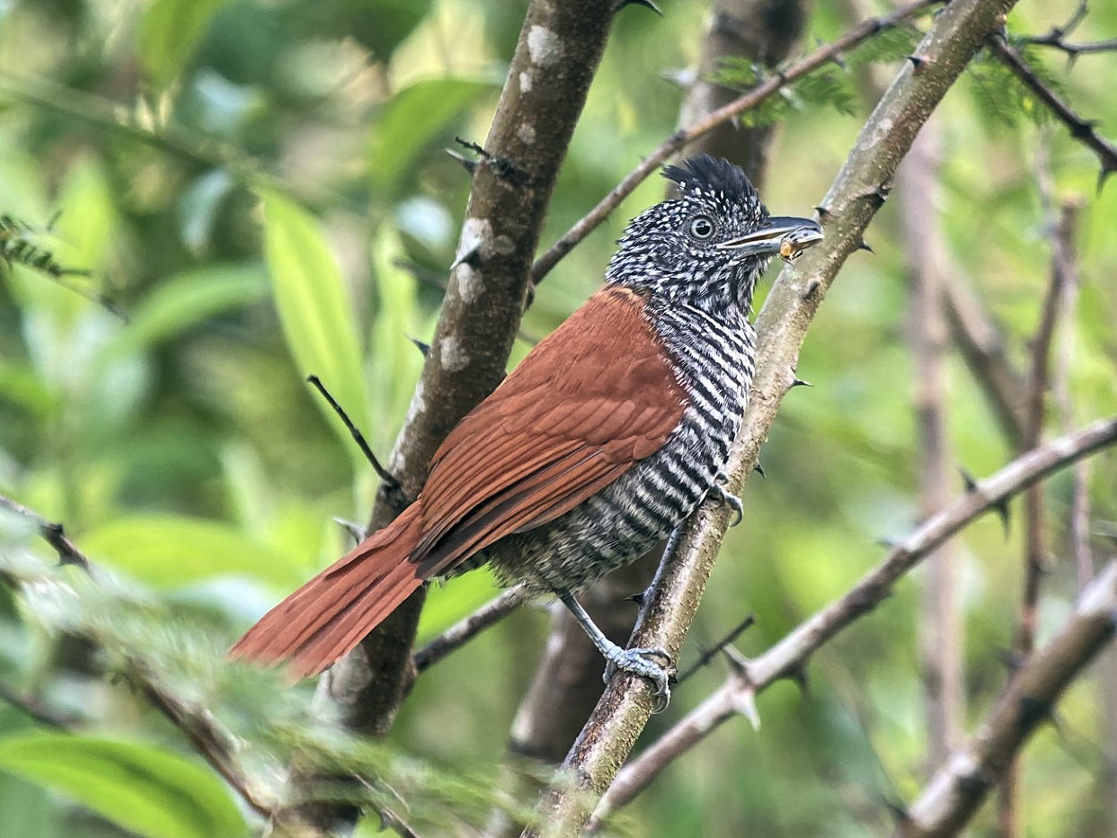 Chestnut-backed Antshrike © David Walsh
