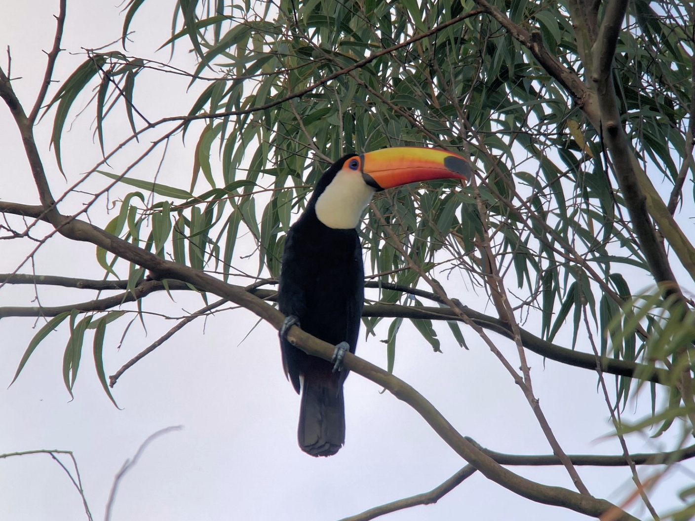 Toco Toucan © David Walsh