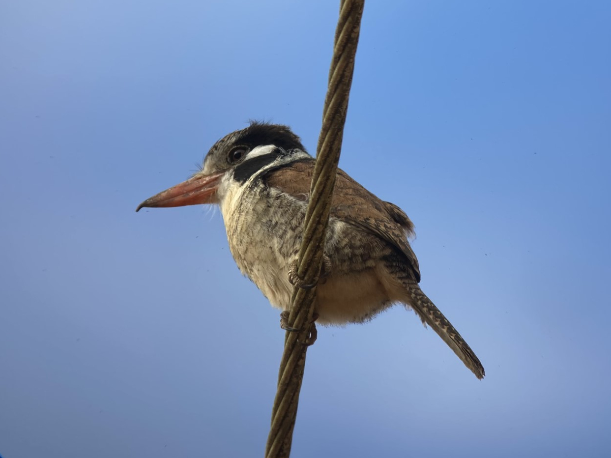 White-eared Puffbird © David Walsh
