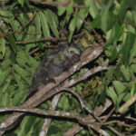 Black-tailed (Dwarf) Porcupine © Chris Collins