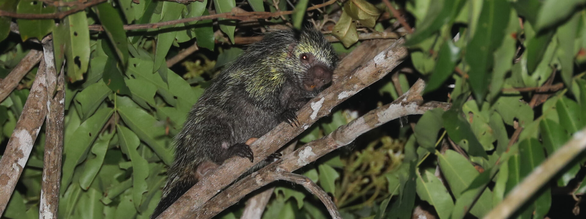 Black-tailed (Dwarf) Porcupine © Chris Collins