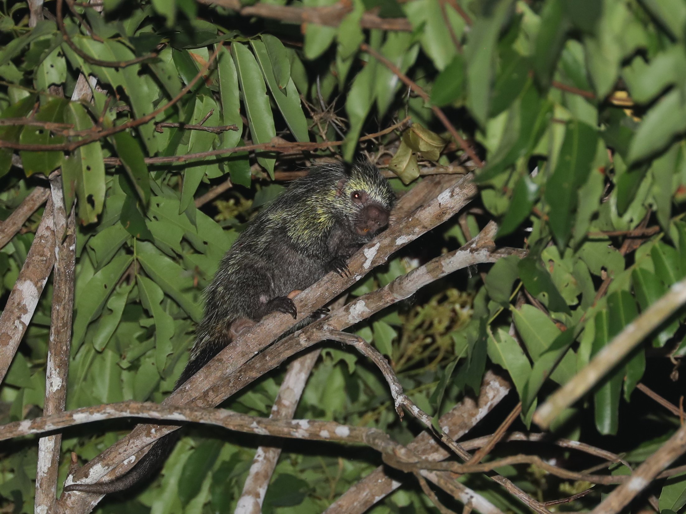 Black-tailed (Dwarf) Porcupine © Chris Collins