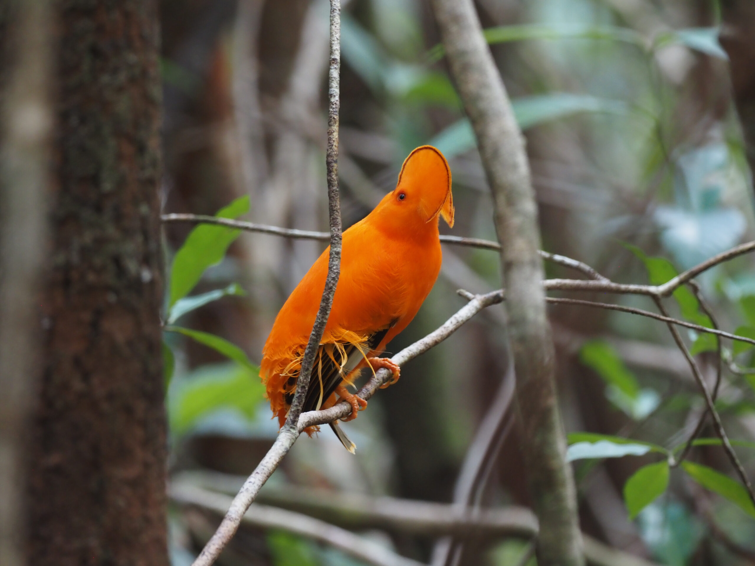 Guianan Cock-of-the-Rock © Chris Collins