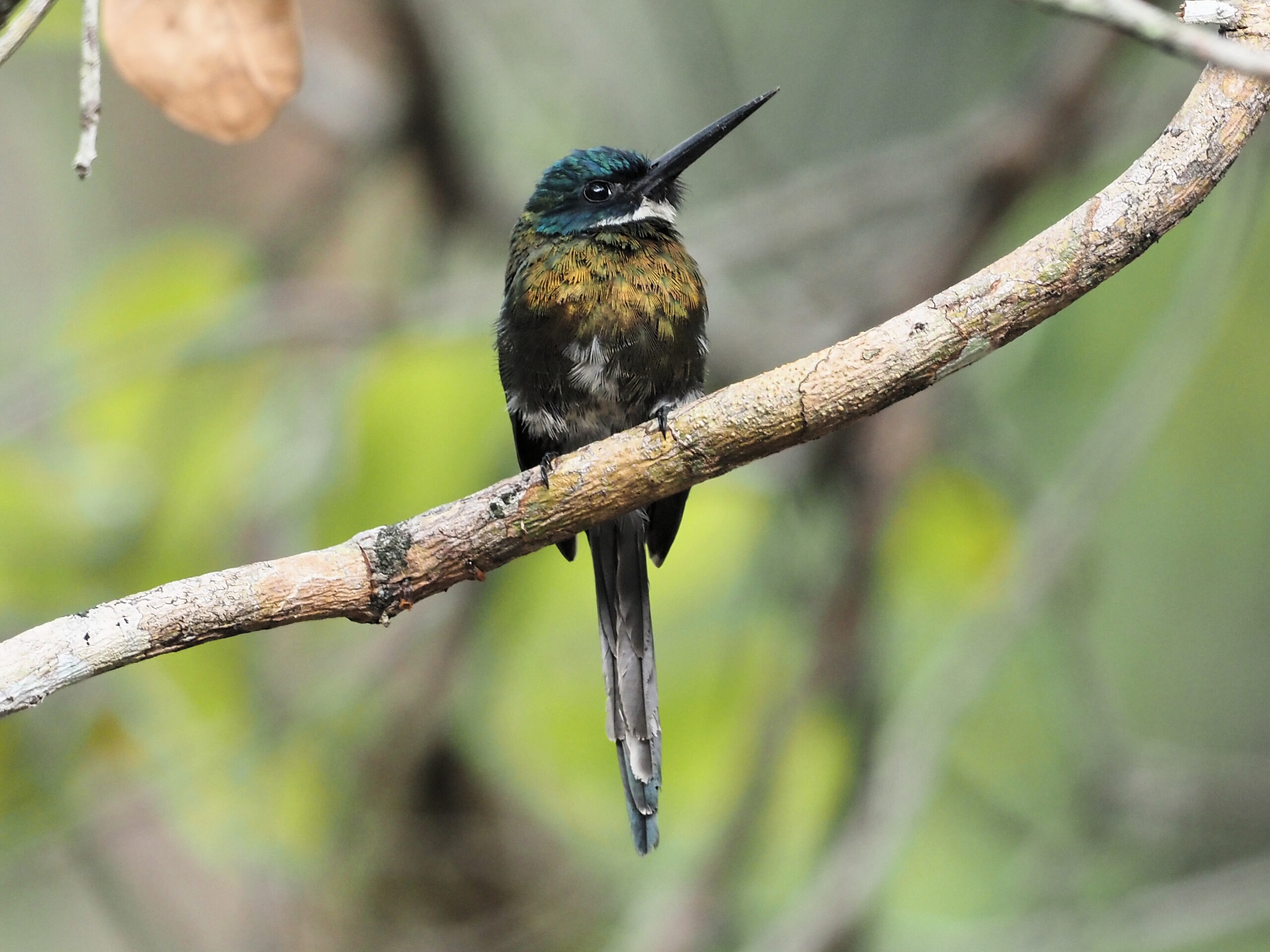 Dusky Jacamar © Chris Collins