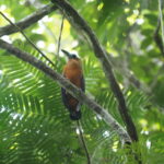 Capuchinbird © Chris Collins