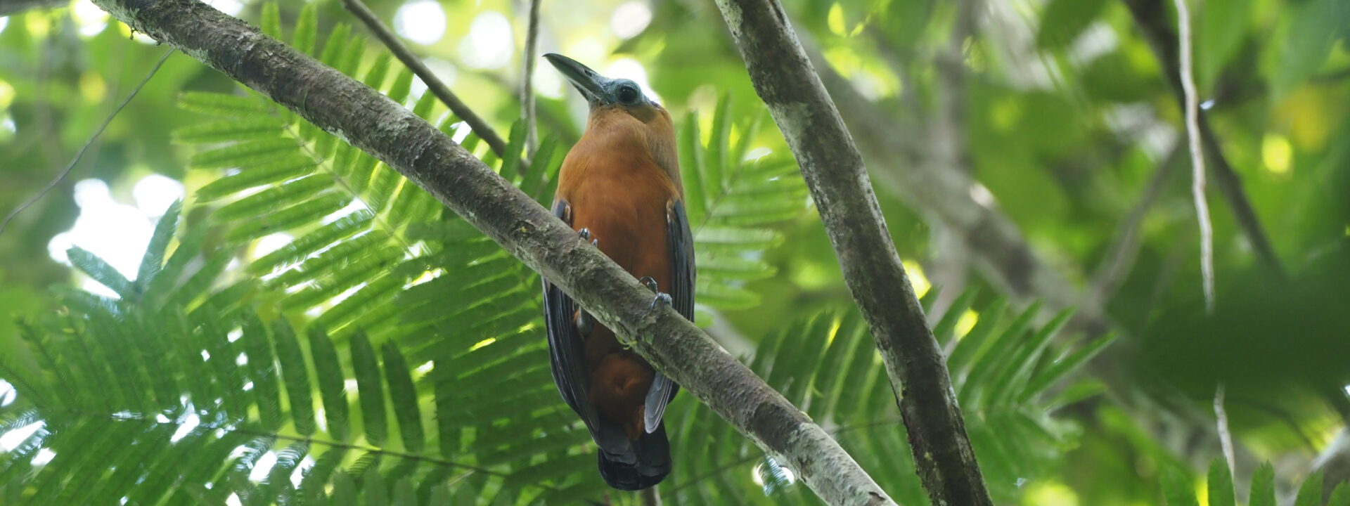 Capuchinbird © Chris Collins