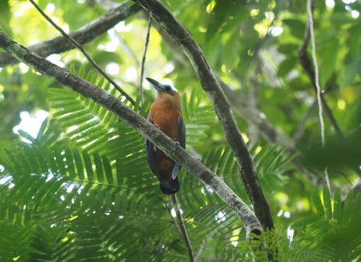 Capuchinbird © Chris Collins