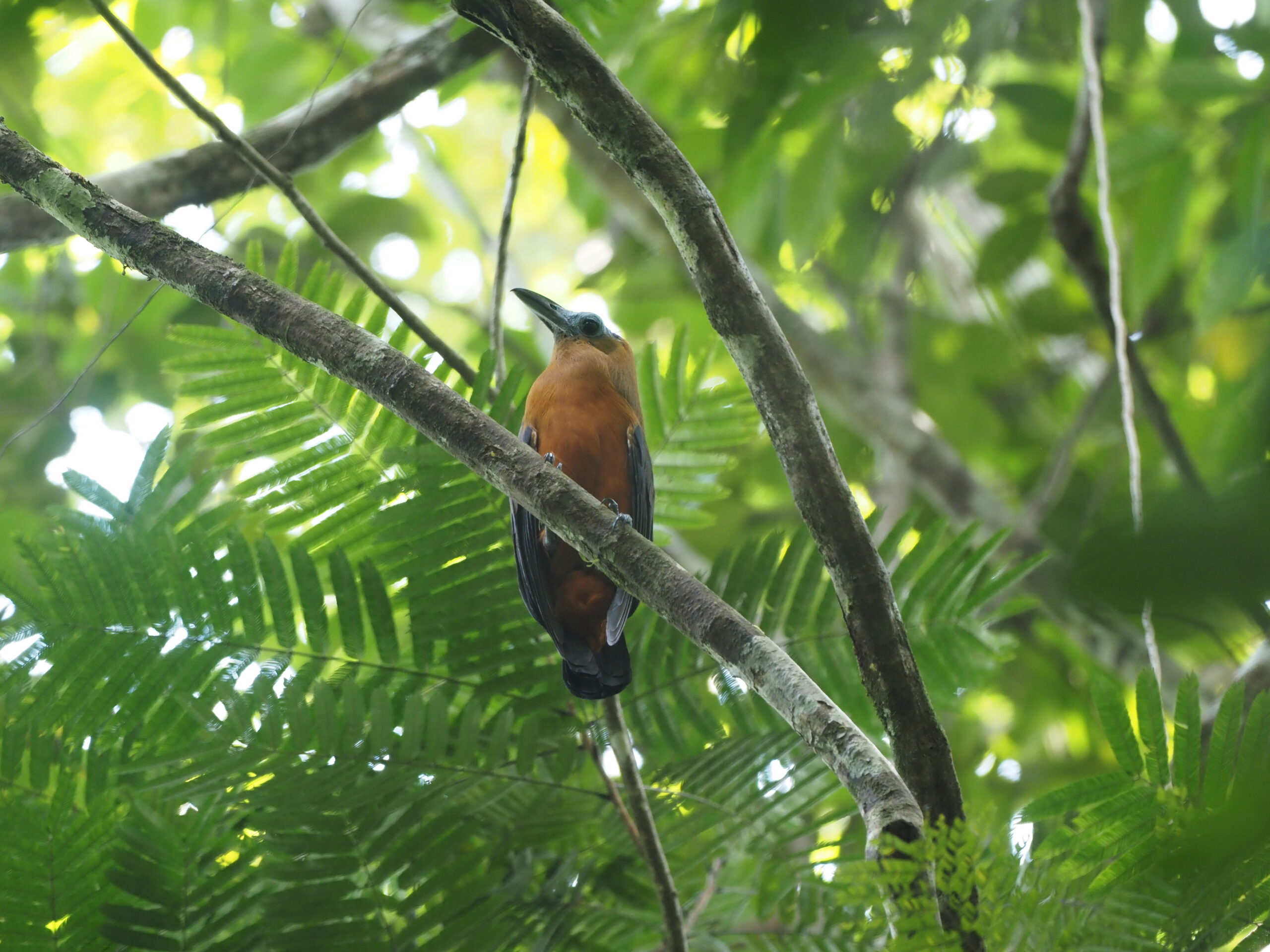 Capuchinbird © Chris Collins