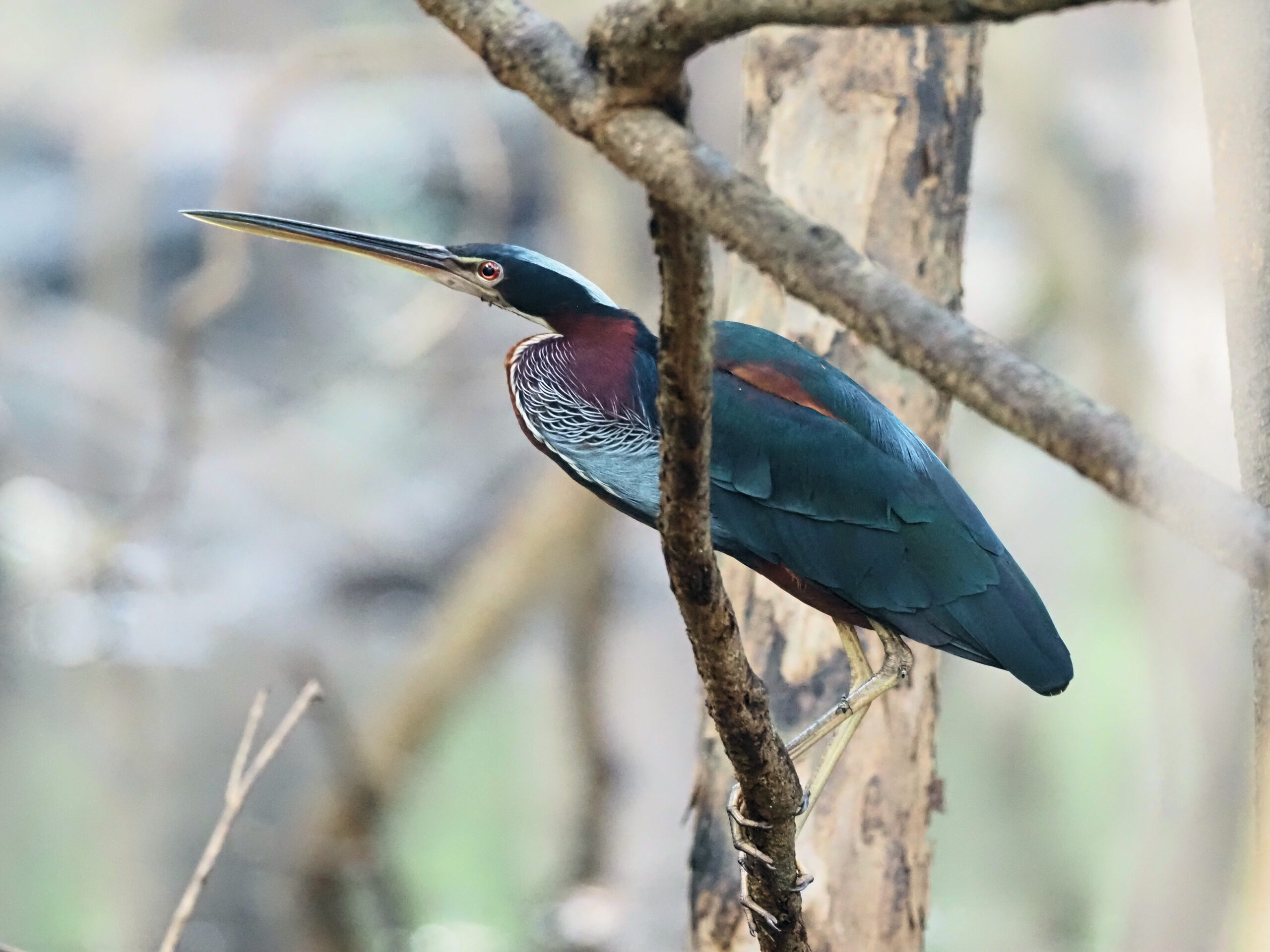 Agami Heron © Chris Collins
