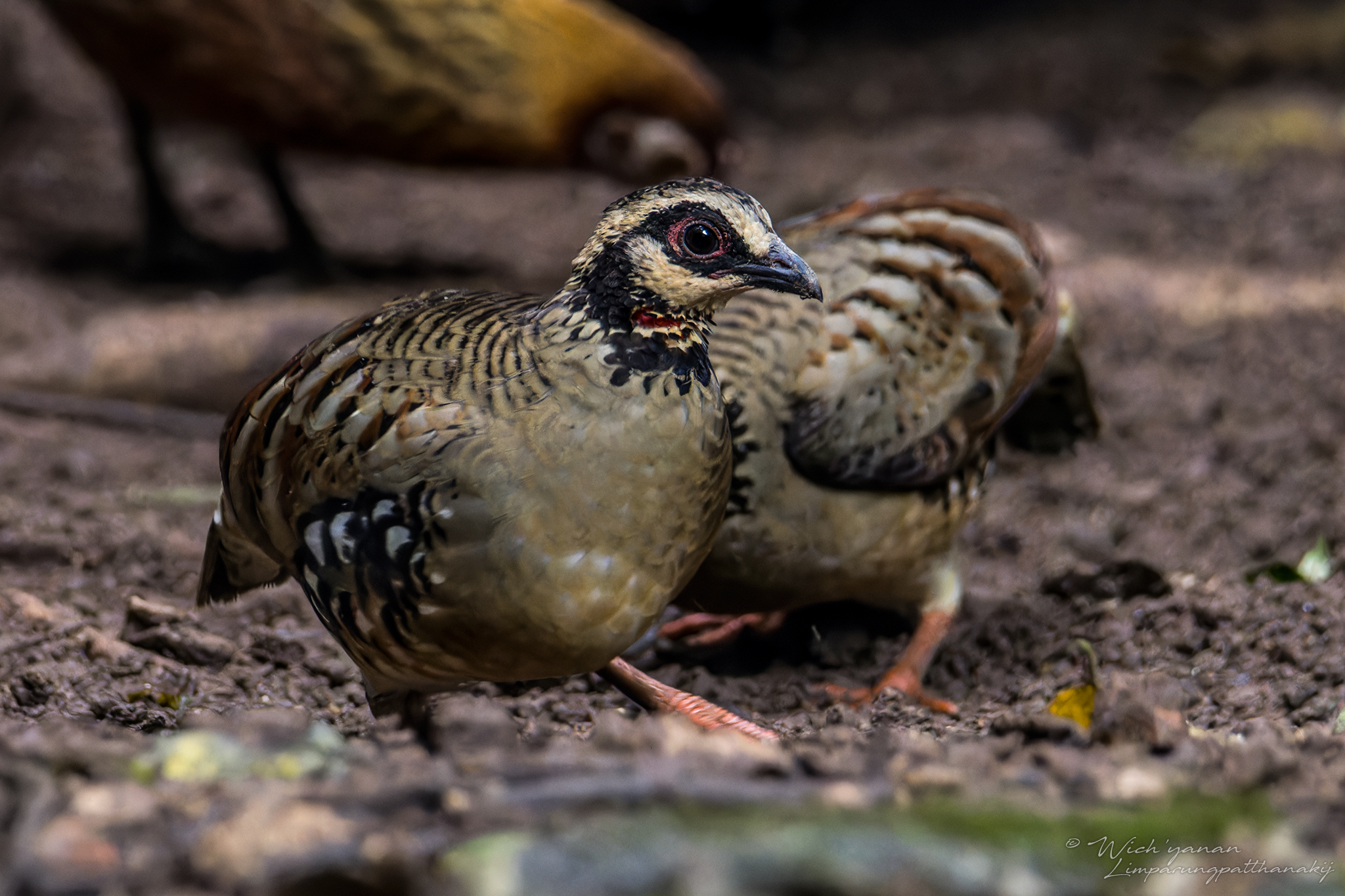 Bar-backed Partridge © Wich'yanan Limparungpatthanakij, November 2023