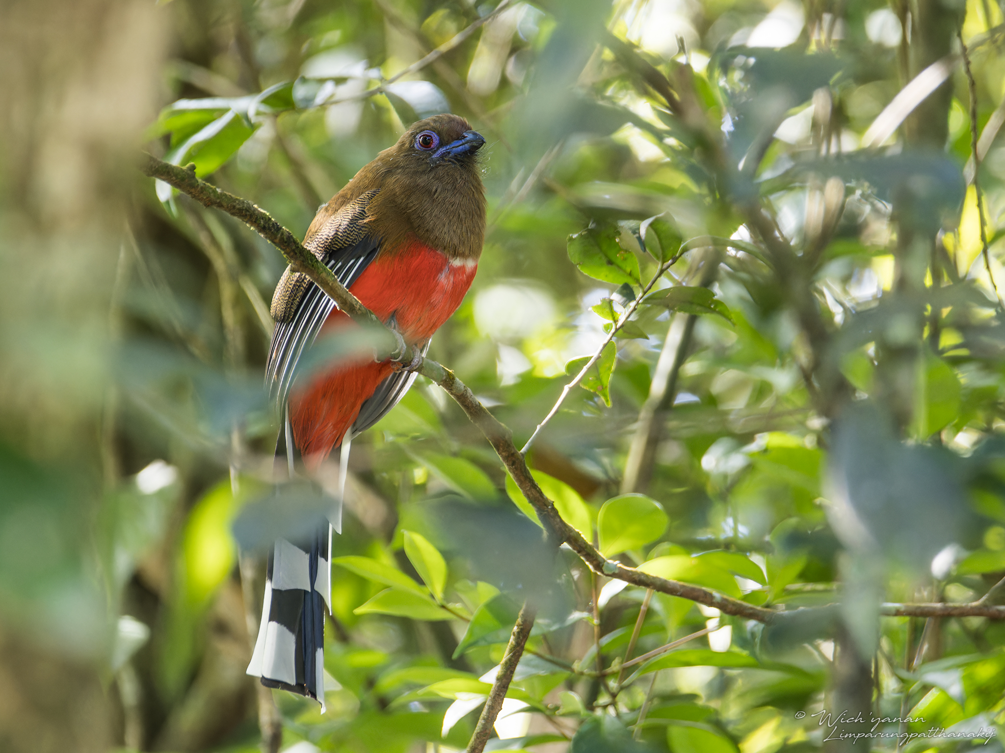 Red-headed Trogon © Wich'yanan Limparungpatthanakij, November 2023