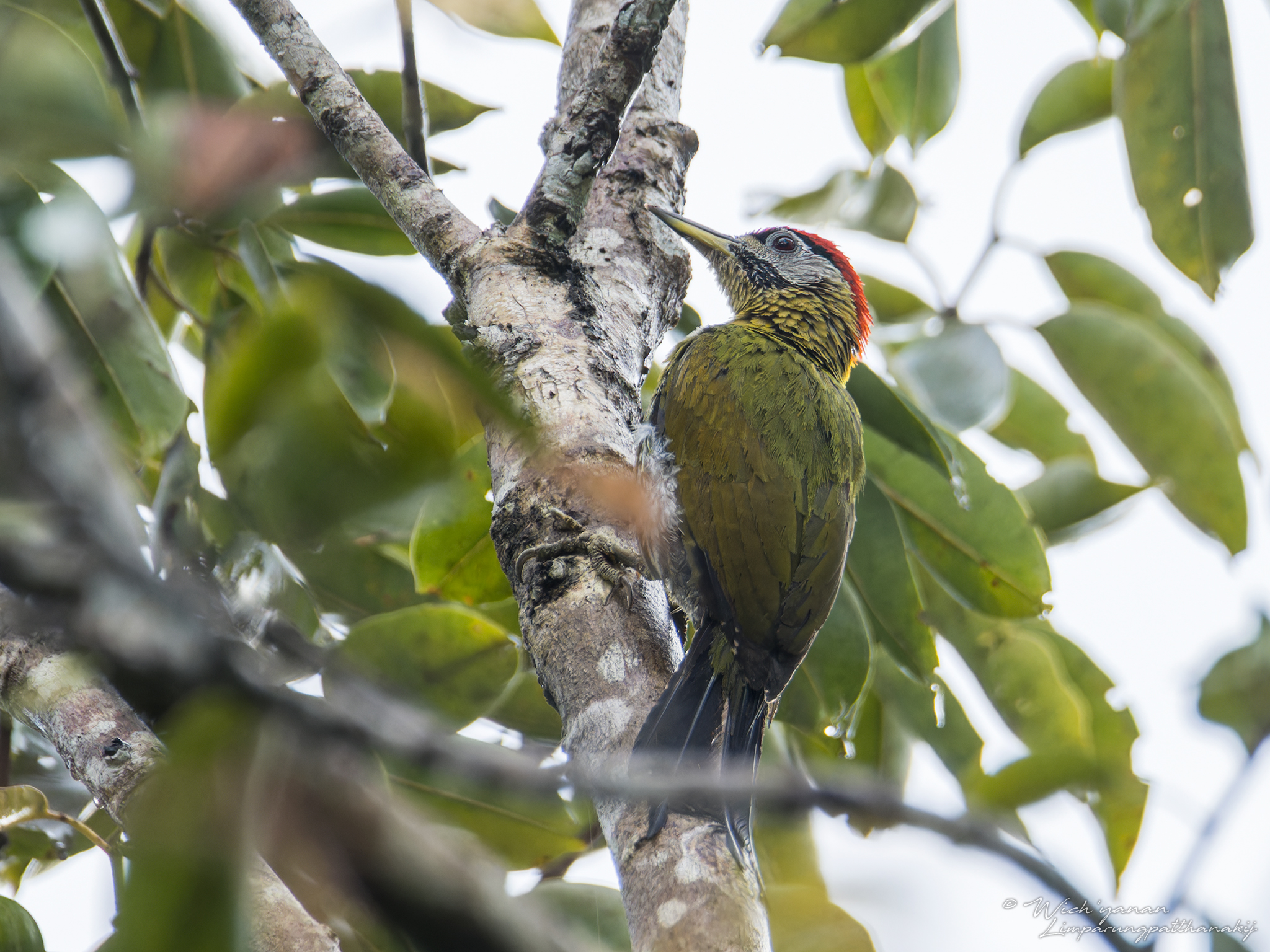 Laced Woodpecker © Wich'yanan Limparungpatthanakij, November 2023