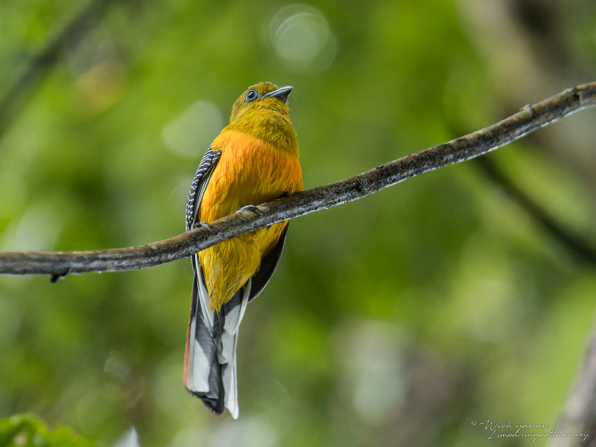 Orange-breasted Trogon © Wich'yanan Limparungpatthanakij, November 2023
