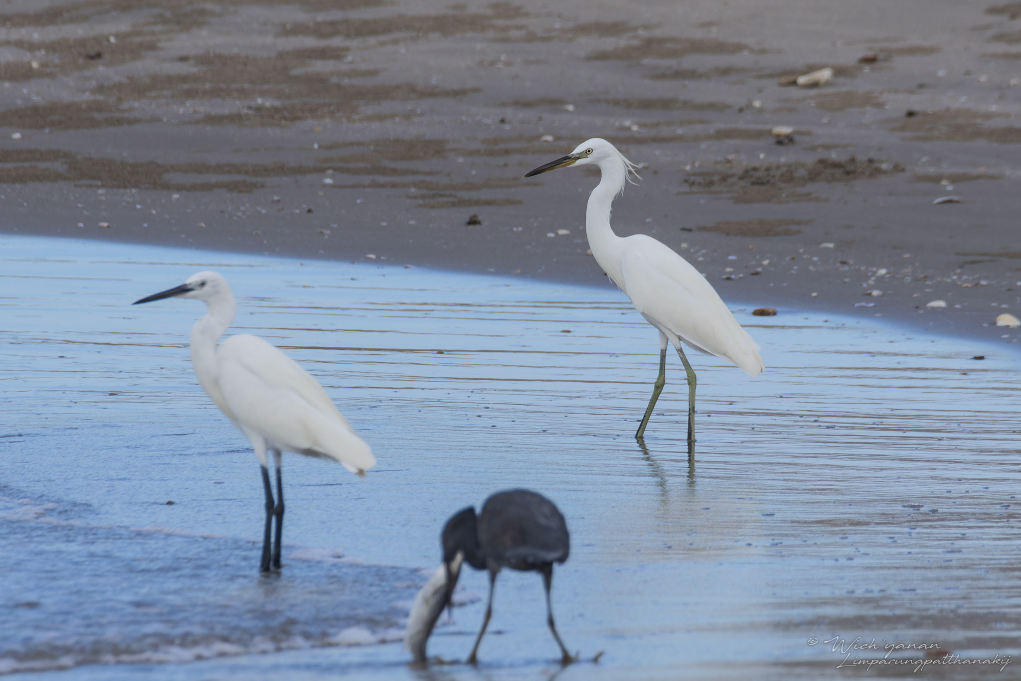 Chinese Egret © Wich'yanan Limparungpatthanakij, November 2023