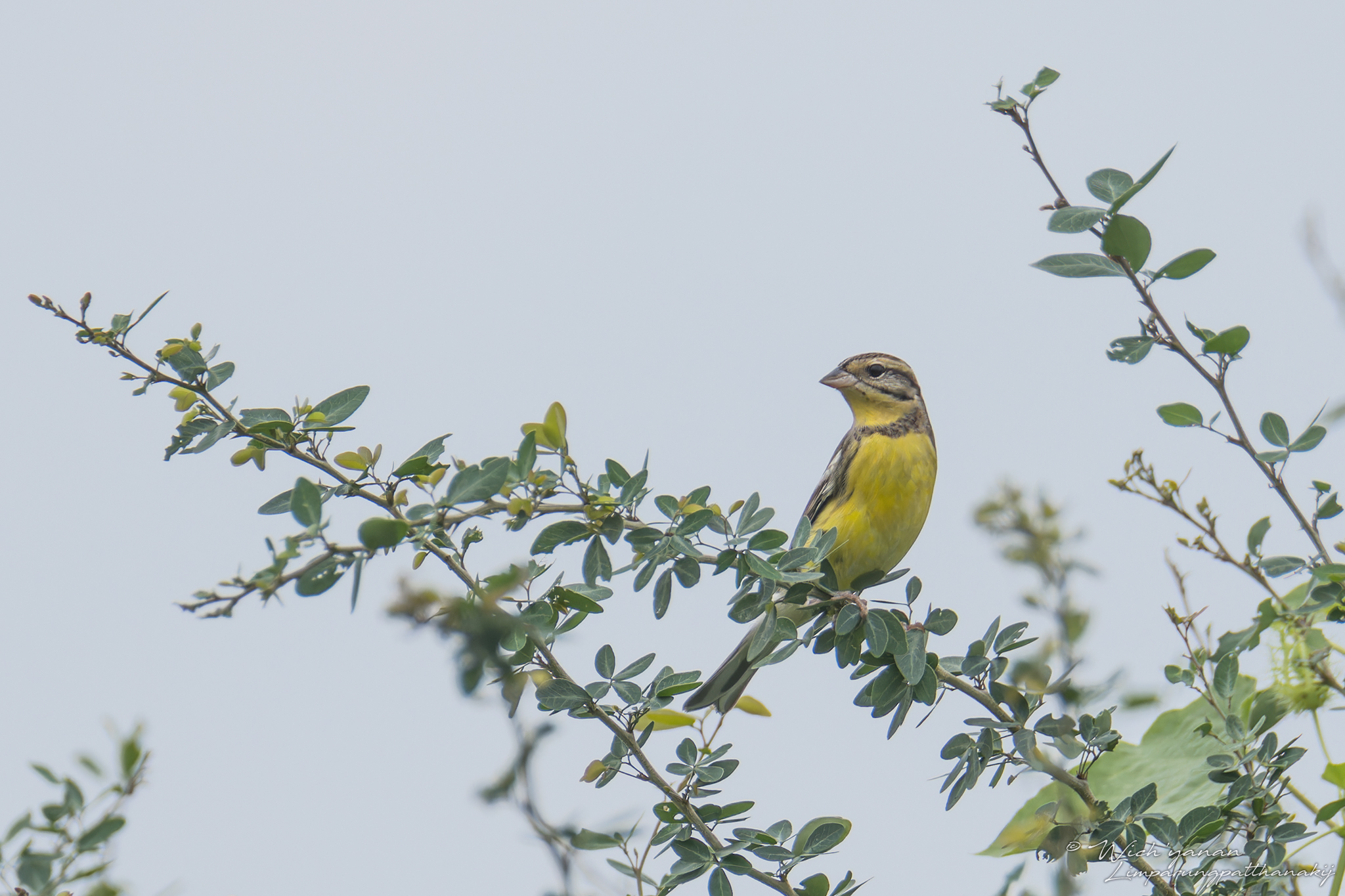 Yellow-breasted Bunting - the world population of this species has collapsed since 1980s when it is thought there may have been 100 million to a current estimates of less than 1% of this figure © Wich'yanan Limparungpatthanakij, November 2023