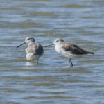 Normann's Greenshanks © Wich'yanan Limparungpatthanakij, November 2023