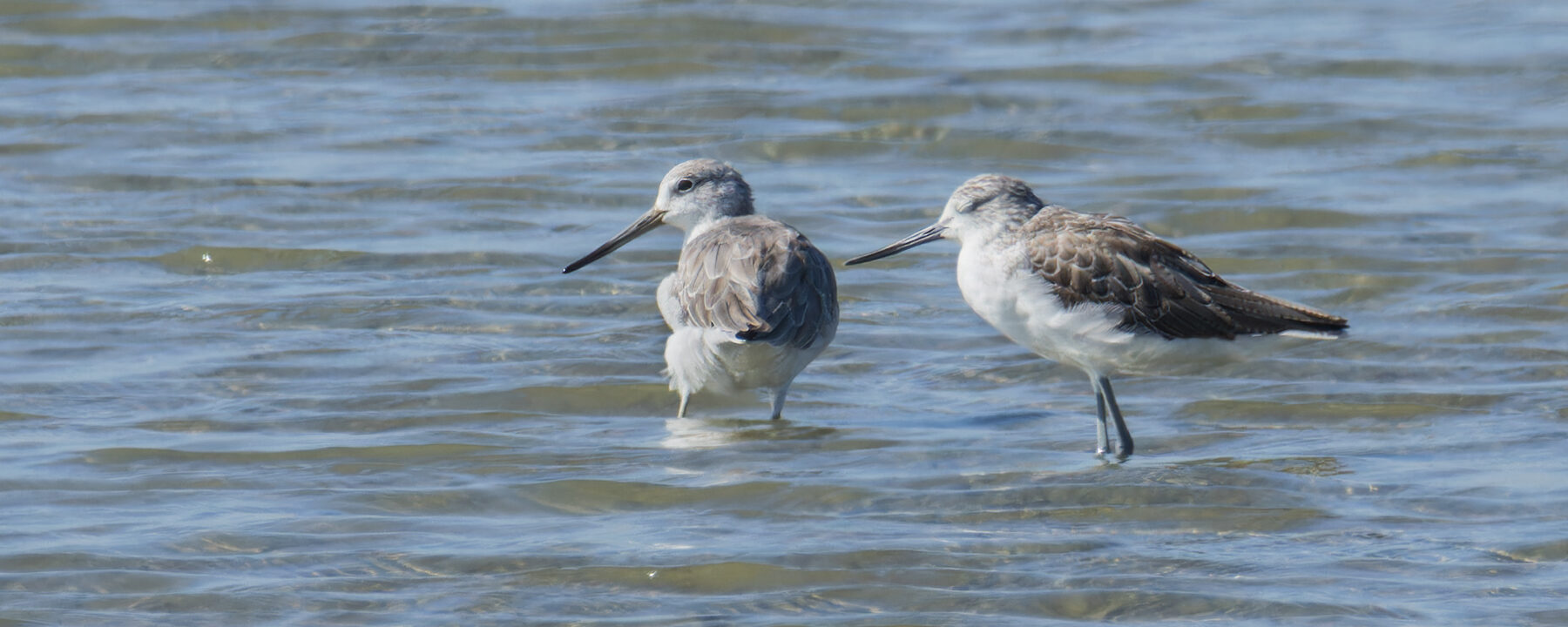 Normann's Greenshanks © Wich'yanan Limparungpatthanakij, November 2023