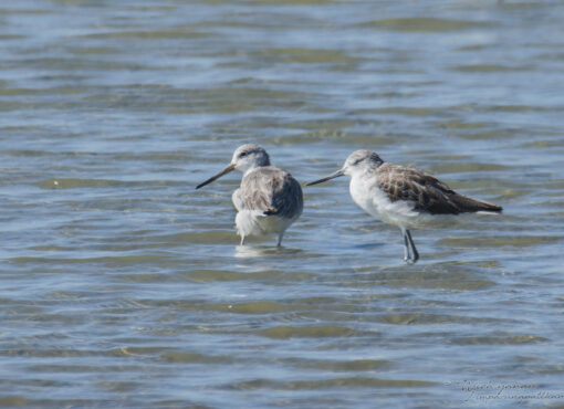 Normann's Greenshanks © Wich'yanan Limparungpatthanakij, November 2023