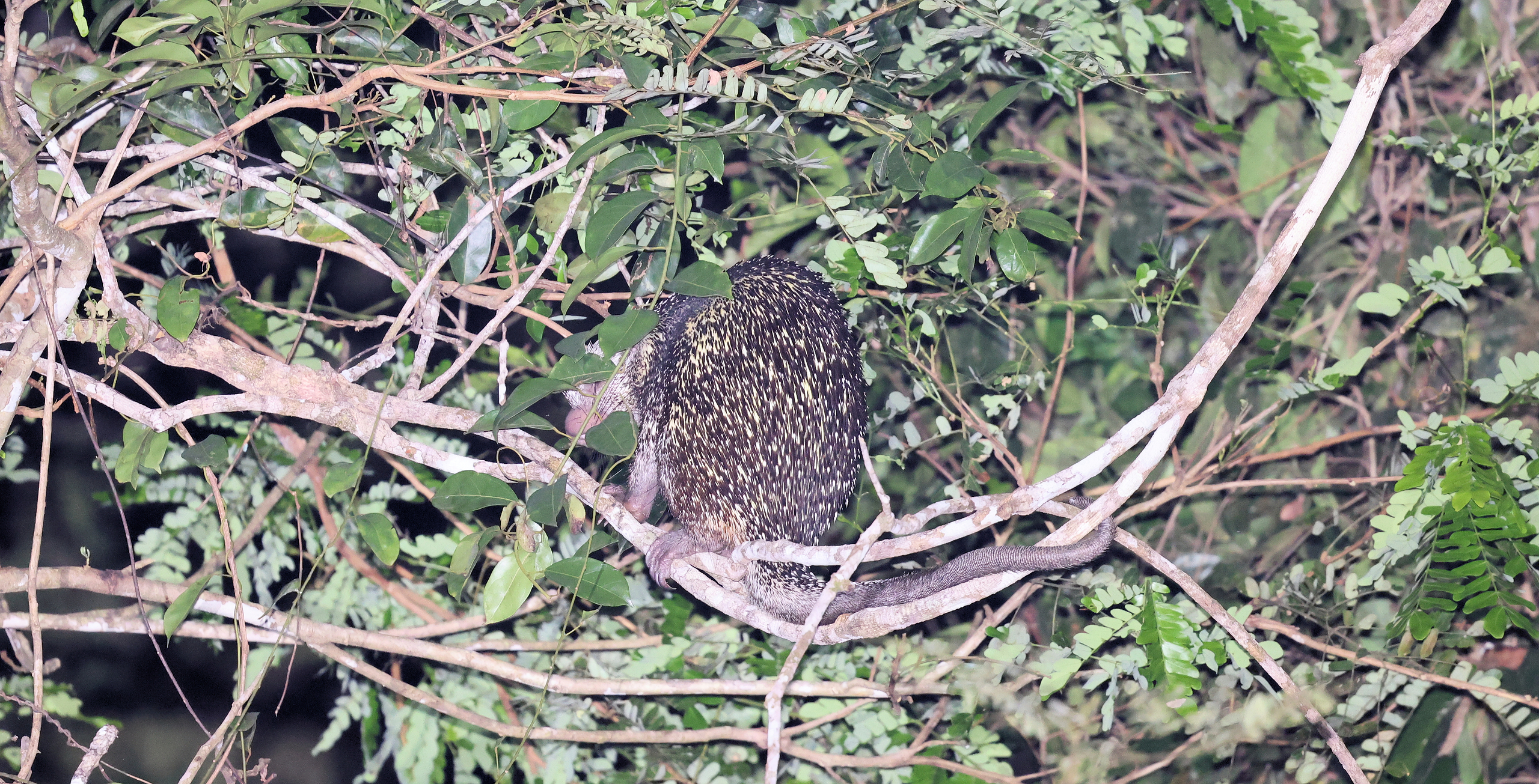 Black-tailed Porcupine © Chris Collins Sept 2024