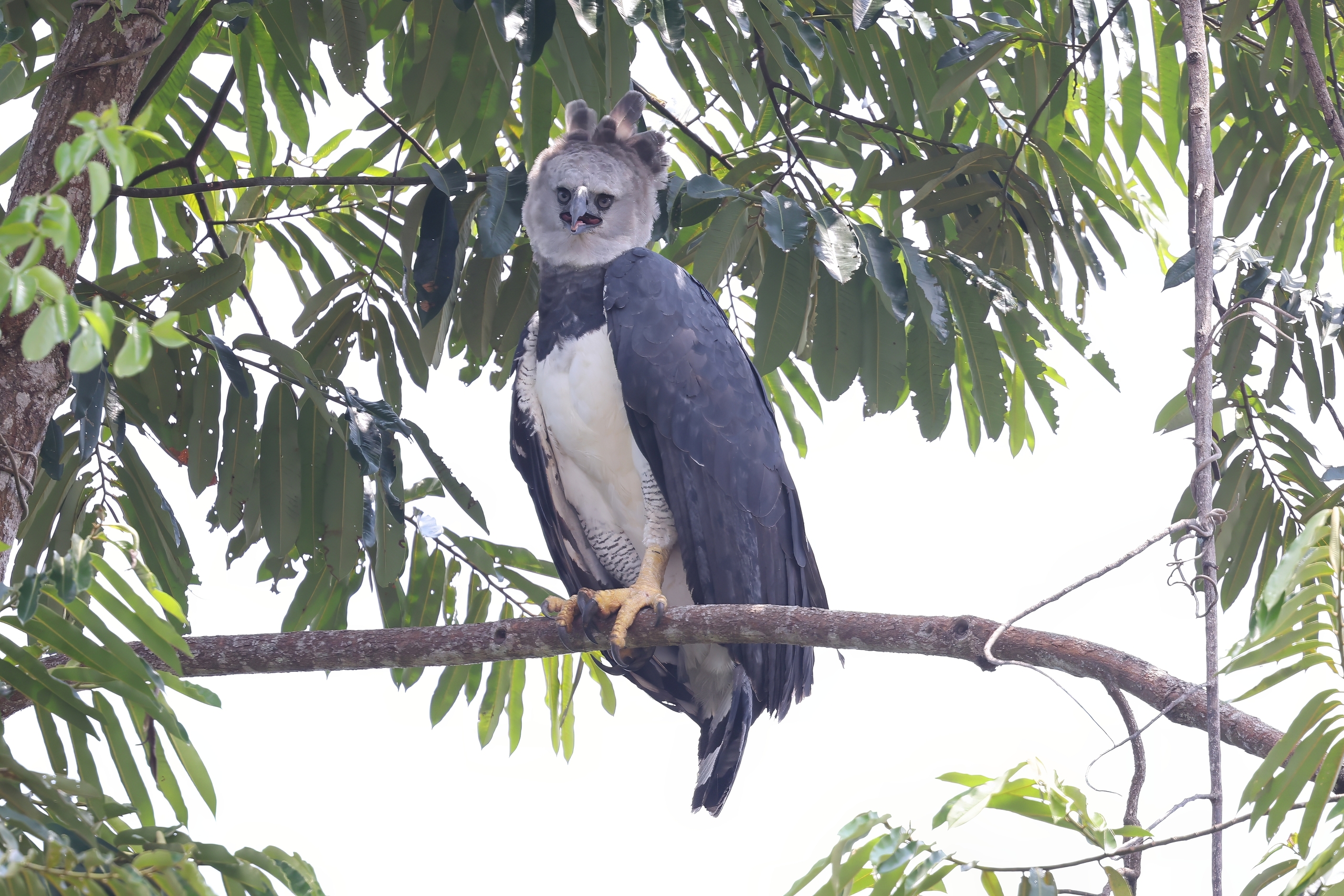 Adult Harpy Eagle along Rio Negro © Chris Collins Sept 2024