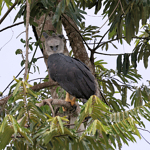 Adult Harpy Eagle along Rio Negro © Chris Collins Sept 2024