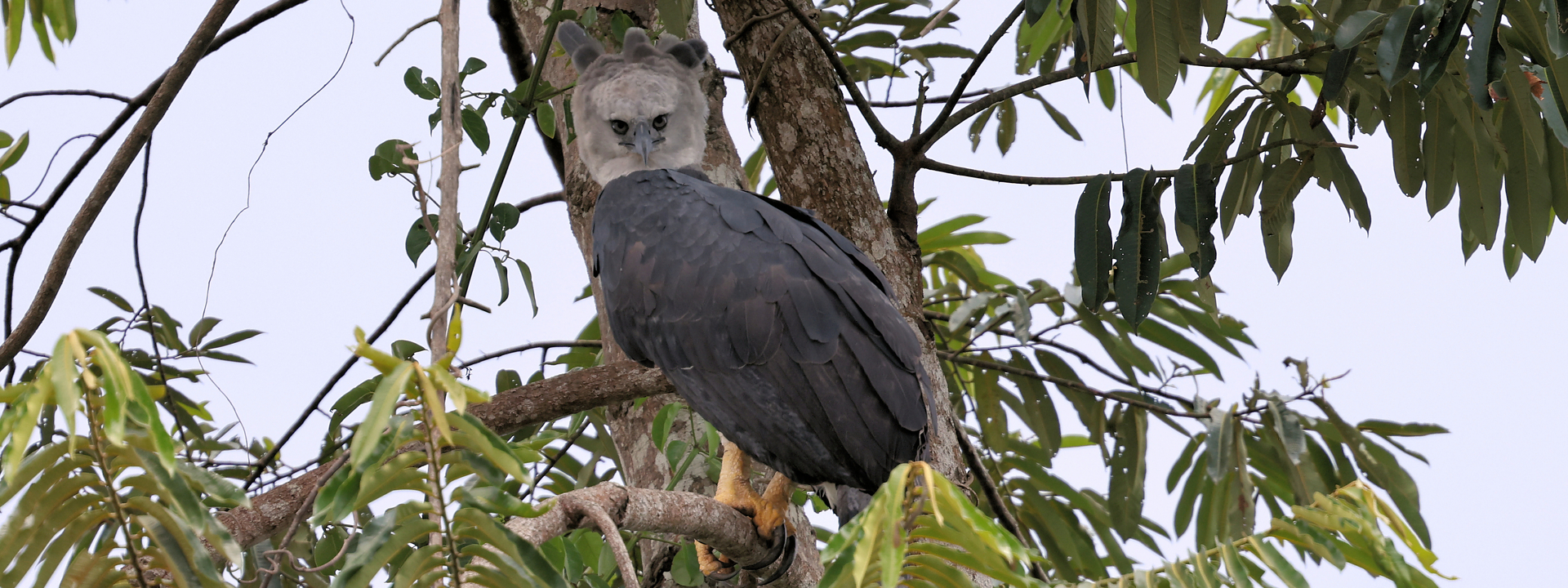 Adult Harpy Eagle along Rio Negro © Chris Collins Sept 2024