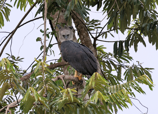 Adult Harpy Eagle along Rio Negro © Chris Collins Sept 2024