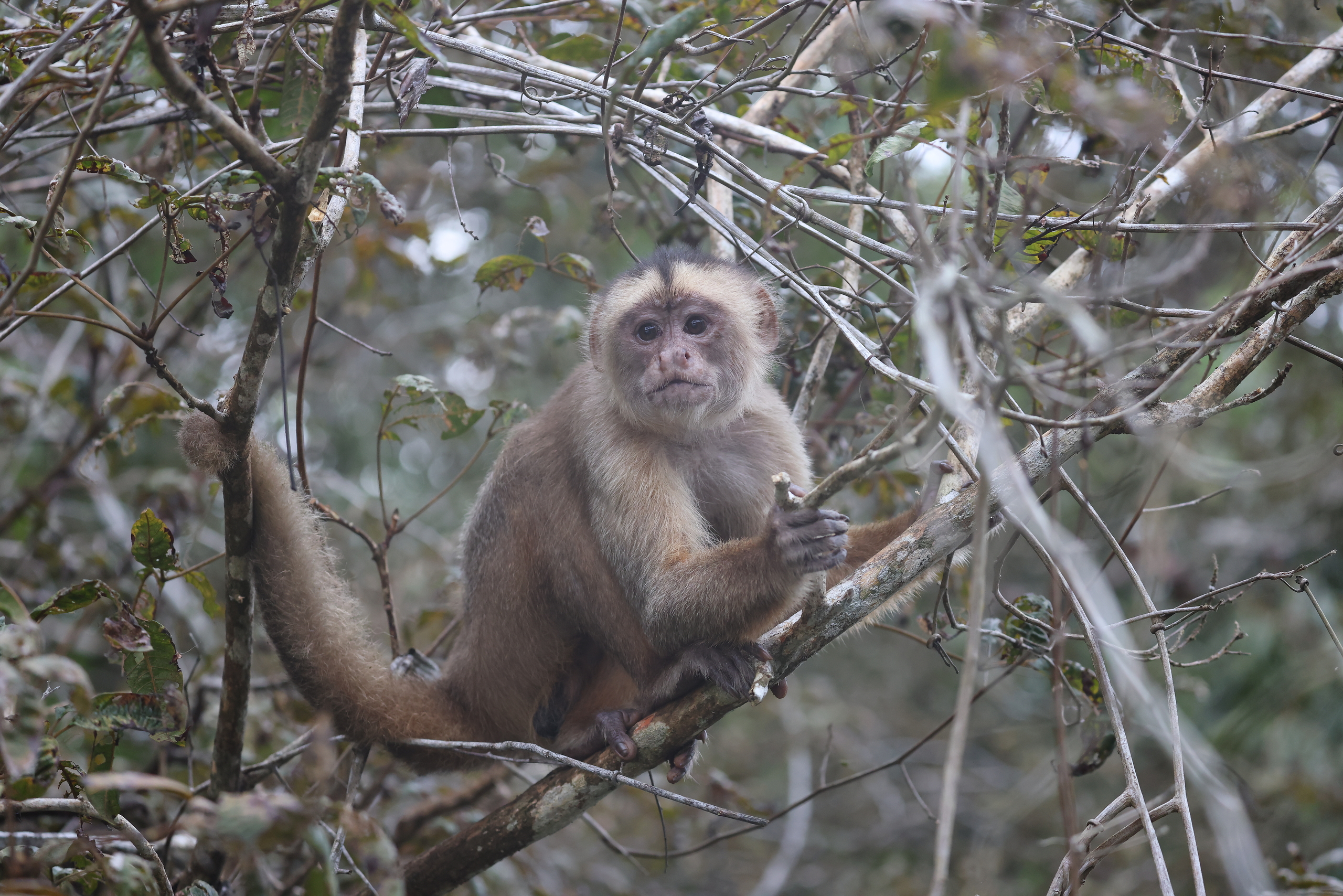 Humboldt's White-fronted Capuchin © Chris Collins May 2024