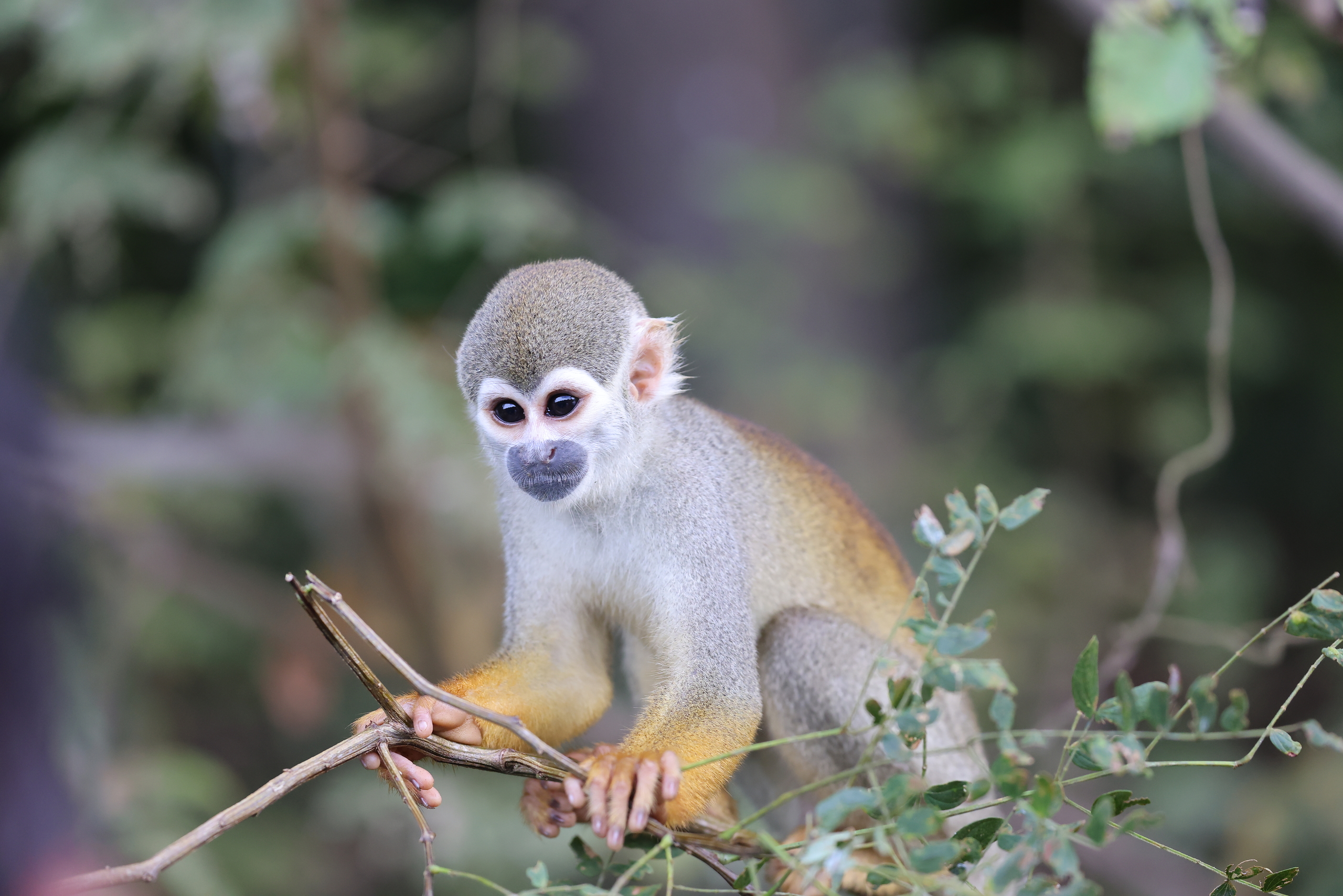 Humboldt's Squirrel Monkey © Chris Collins May 2024