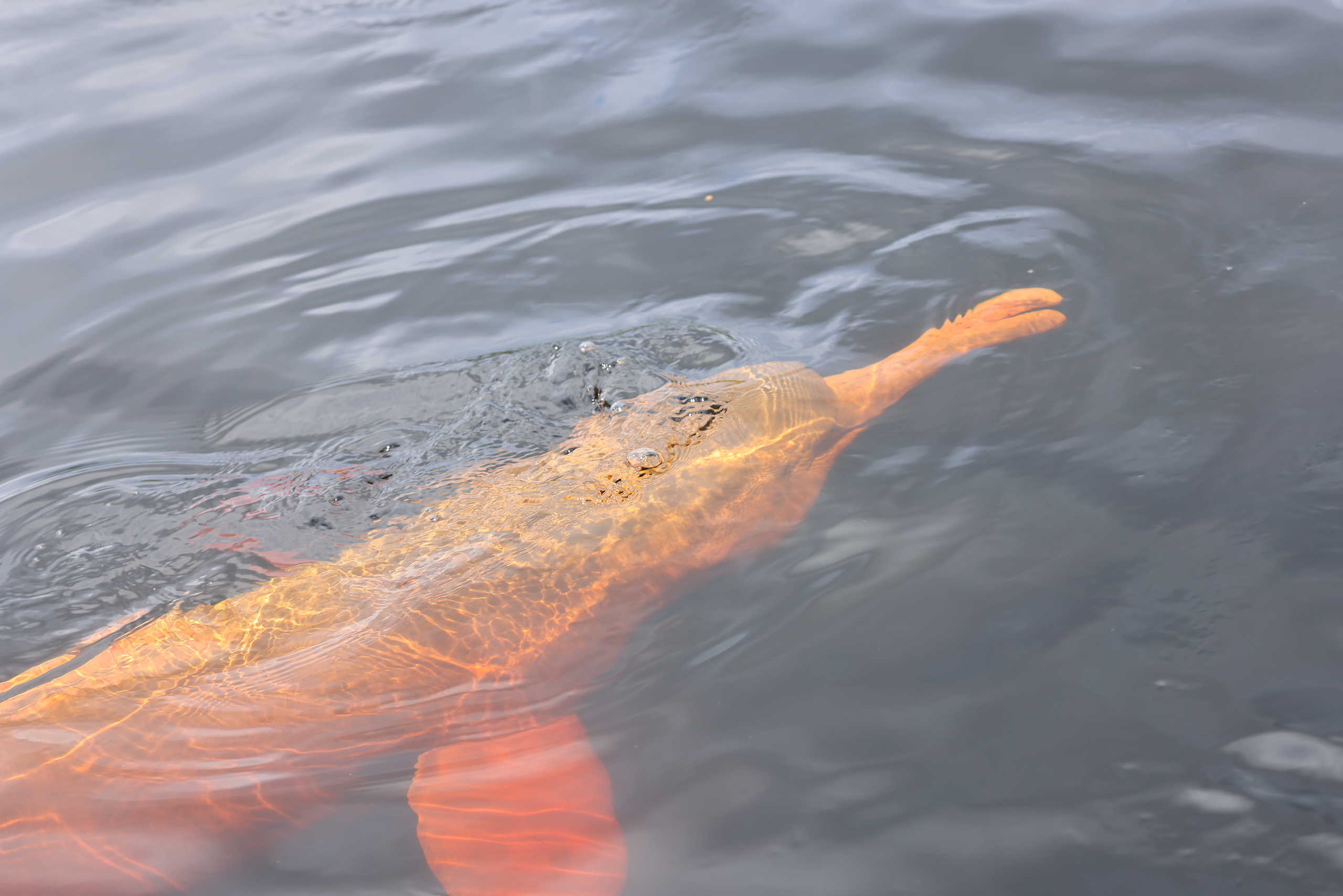 Amazon River Dolphin © Chris Collins May 2024