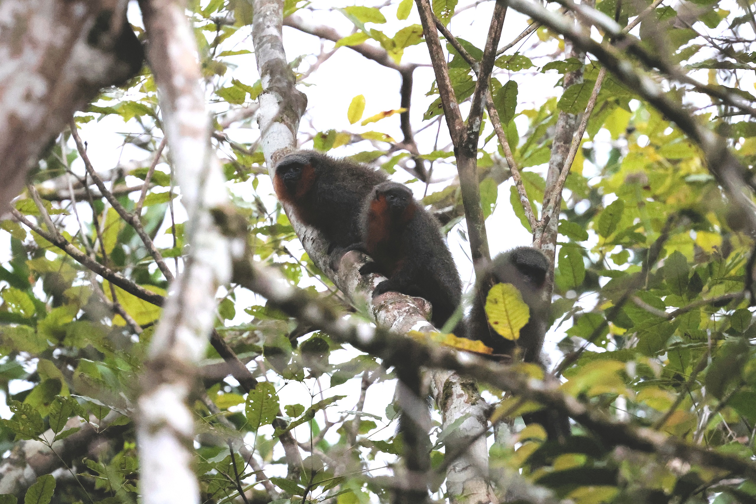 Lake Baptista Titi © Chris Collins May 2024