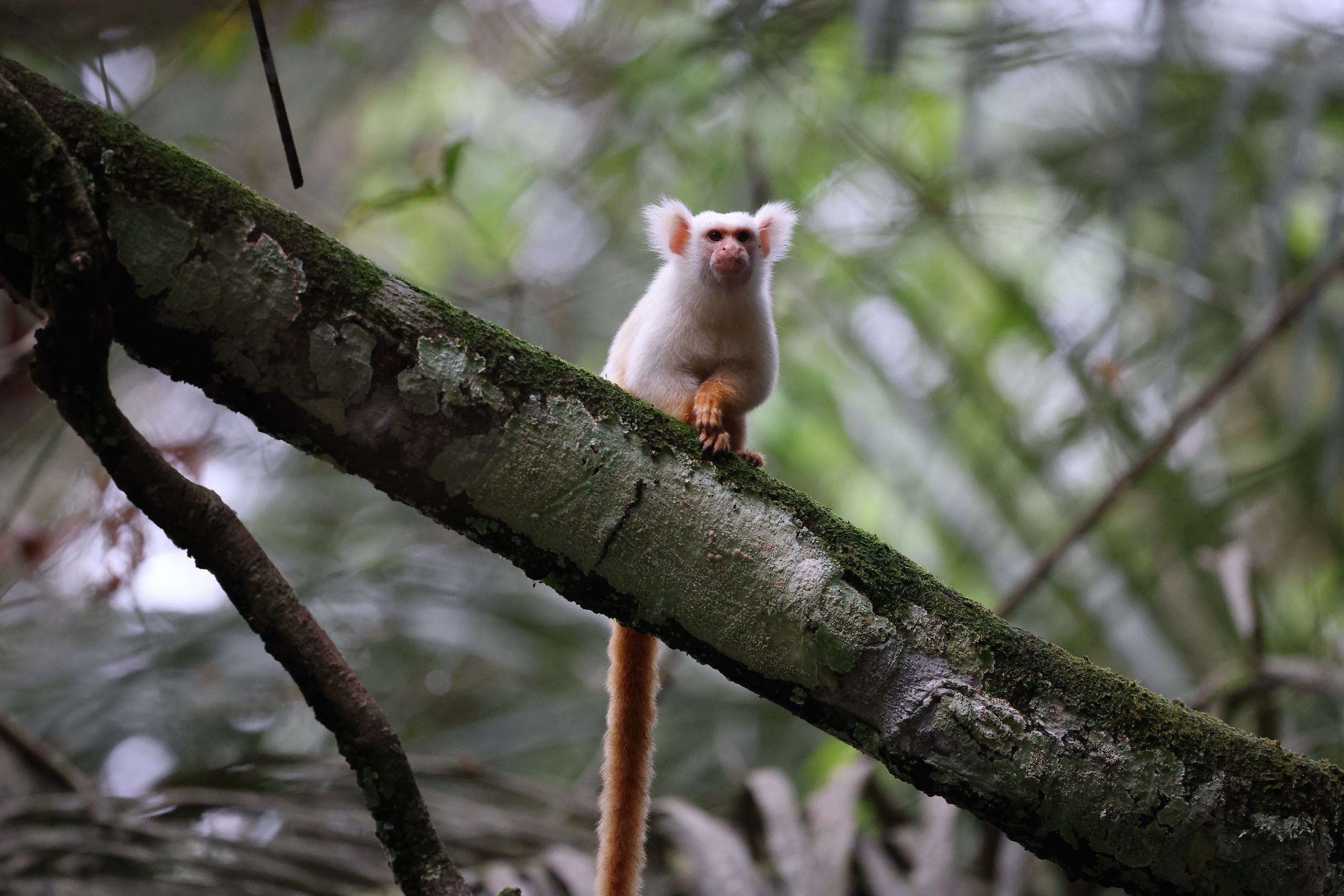 Golden-white Tassel-eared Marmoset © Chris Collins May 2024