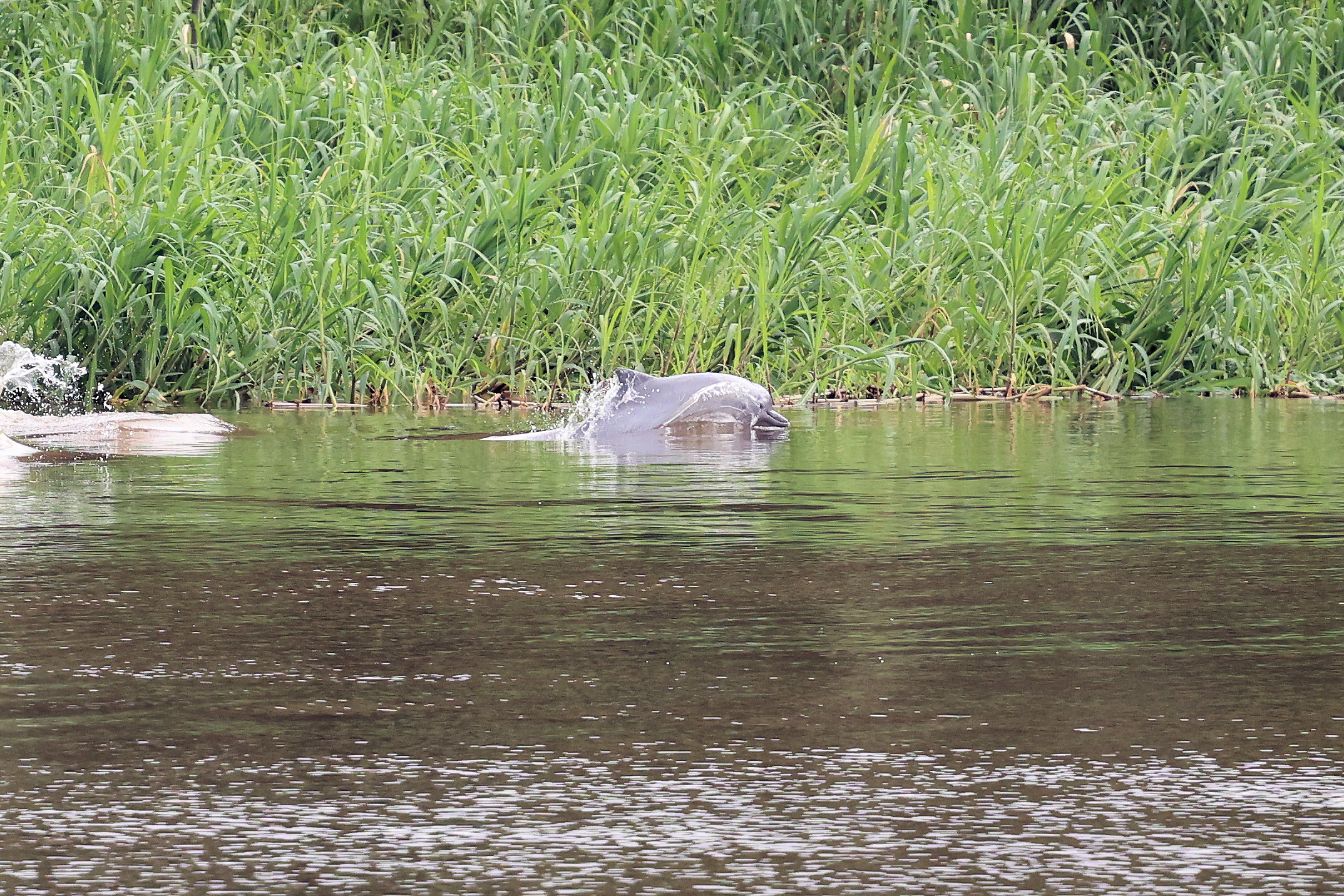 Tucuxi © Chris Collins May 2024