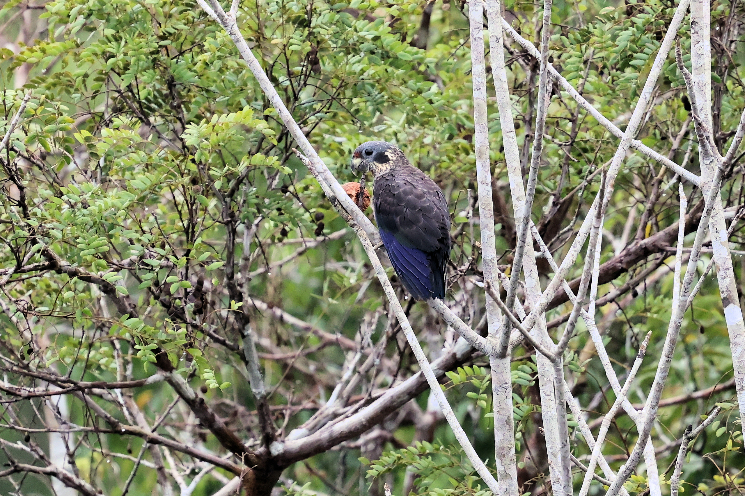 Dusky Parrot © Chris Collins May 2024
