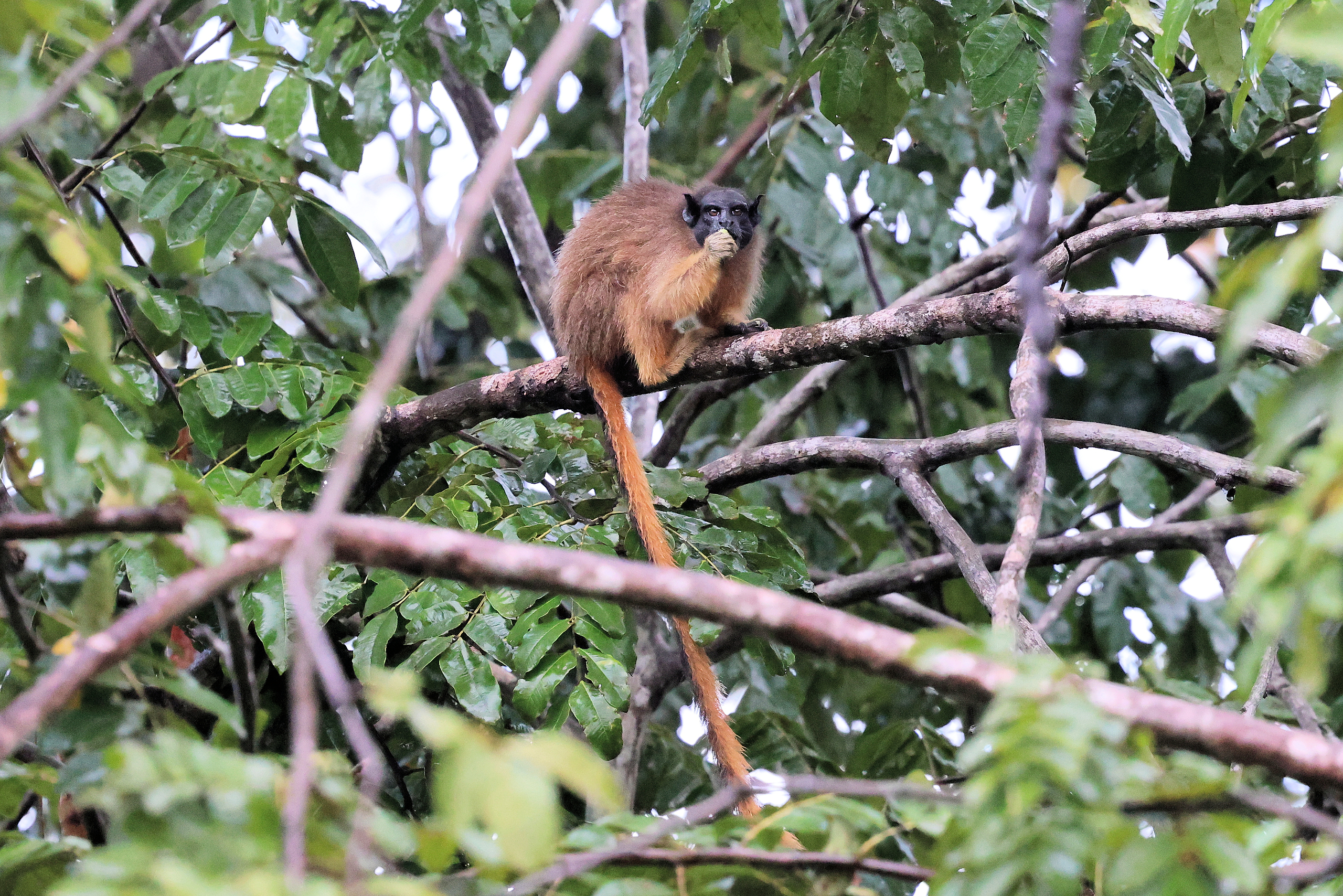 Martin's Bare-faced Tamarin © Chris Collins May 2024