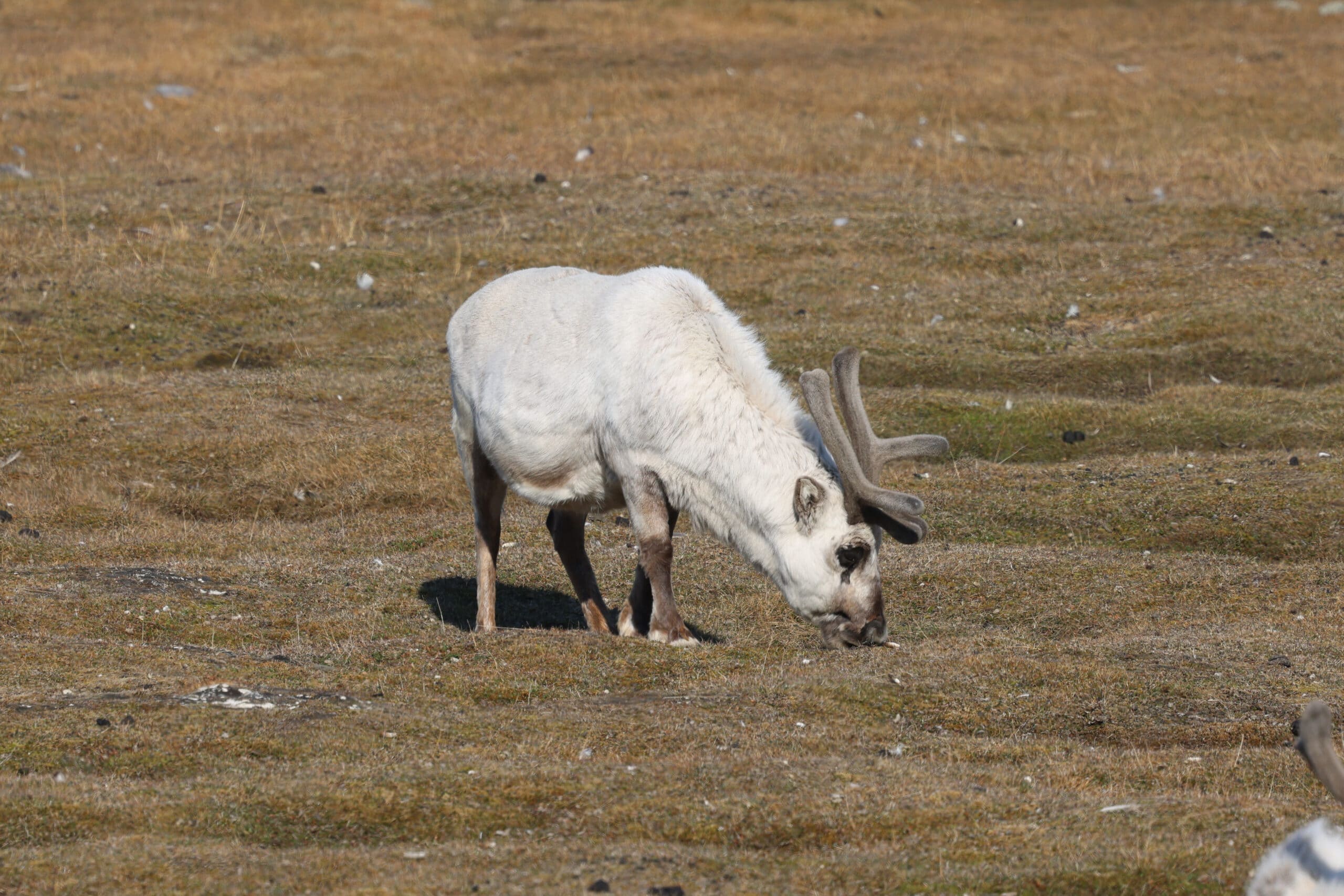 Reindeer, Longyearbyen © Chris Collins June 2024