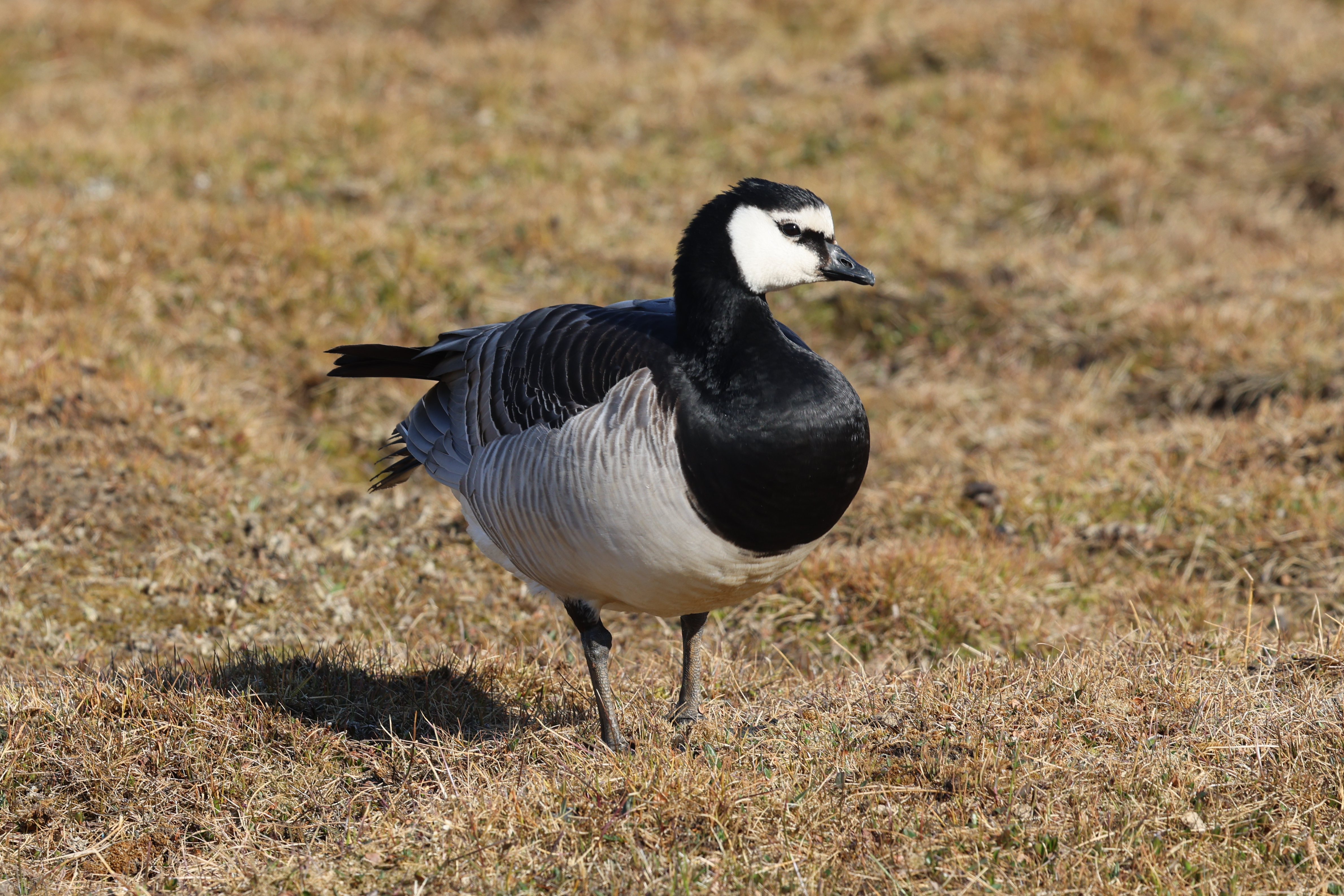 Barnacle Goose, Longyearbyen © Chris Collins June 2024