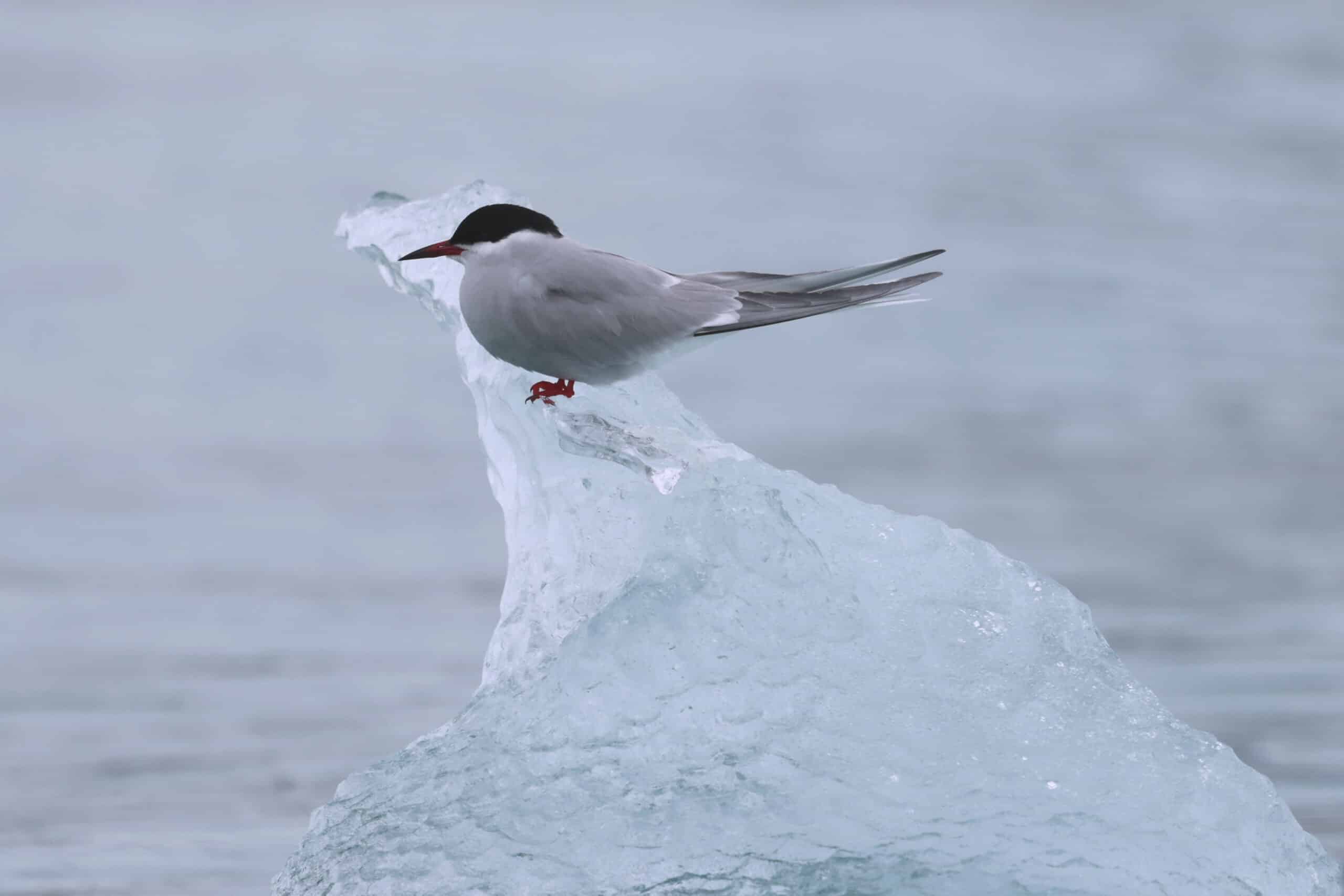 Arctic Tern on glacier ice, Svalbard © Chris Collins June 2024